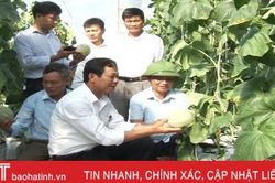 Trồng dưa lưới trong nhà màng 2.000m2 ở Đức Thọ lãi trên 100 triệu