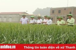 HTX dịch vụ nông nghiệp Thiệu Nguyên năng động phát triển sản xuất, kinh doanh