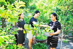 Làm du lịch miệt vườn