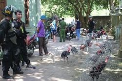 Trăm con bạc sát phạt trên sới gà thanh toán bằng tích kê