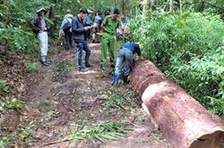 Những lần tác nghiệp vạch mặt thủ đoạn phá rừng thông Tây Nguyên