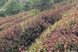 Trên 800 ha chè ở Nghệ An bị cháy sém do nắng nóng