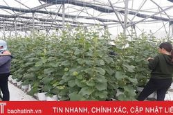 Can Lộc lần đầu tiên áp dụng mô hình trồng dưa lưới công nghệ cao
