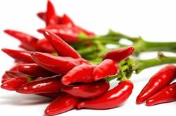 Những người tuyệt đối không ăn ớt vì cực độc