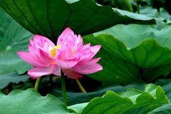 Tử vi thứ Ba ngày 25/6/2019 của 12 cung hoàng đạo