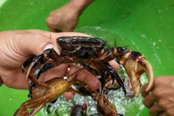 Nắng nóng kéo dài, cua đồng tăng giá cao, 'cháy' hàng