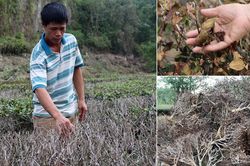 Nắng nóng khốc liệt, hàng nghìn ha cây trồng ở Nghệ An chết khô chết cháy