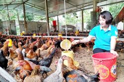 Phát huy vai trò phụ nữ trong phát triển kinh tế hợp tác