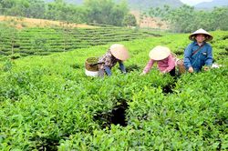 Khuyến khích các hợp tác xã liên kết sản xuất