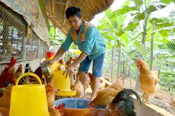 Làm giàu từ nuôi gà ri