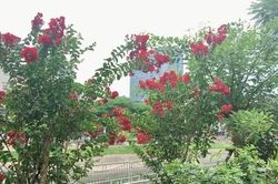 Chiêm ngưỡng vẻ kiêu sa của loài hoa dễ 'gây thương nhớ' ở Hà Nội
