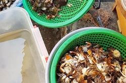 Cáy biển ngon ngọt về phố thay thế cua đồng ngày hè
