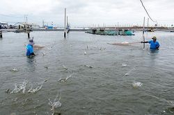 Khai thác hiệu quả kinh tế vùng ven biển