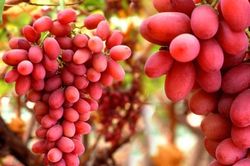Những thực phẩm bổ máu, cực kỳ tốt cho thận