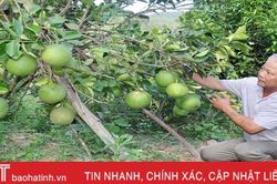 Làm vườn đa canh, lão nông 'đút túi' hơn 250 triệu đồng mỗi năm