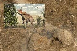 Phát hiện xương khủng long ba sừng 68 triệu năm tuổi