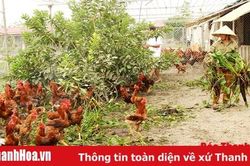 Chủ động phòng, chống nắng nóng cho đàn vật nuôi
