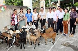 Ra mắt mô hình 'Nuôi dê sinh sản hướng thịt'