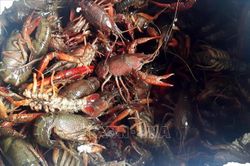 Kiểm soát chặt khu vực cửa khẩu, biên giới ngăn chặn tôm càng đỏ và tôm hùm nước ngọt