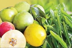 Táo mèo phòng chống tăng huyết áp