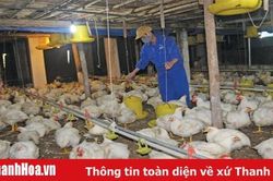 3 công trình được hỗ trợ kinh phí thực hiện mô hình chăn nuôi theo chuỗi liên kết