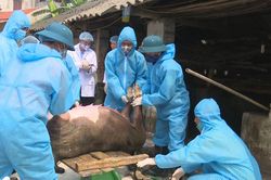 Phú Bình: 19/20 xã, thị trấn còn dịch tả lợn châu Phi lưu hành