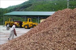 Tăng thuế xuất khẩu dăm gỗ - cần cân nhắc cẩn trọng