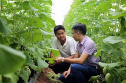 Thu nhập cao từ trồng dưa lưới