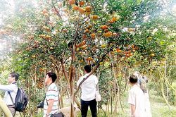 Đồng Tháp sẵn sàng cho Tuần lễ văn hóa du lịch năm 2019