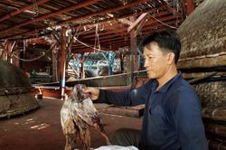 Gần 1.000 tấn mực bị 'ế' do thương lái Trung Quốc thay đổi cách thu mua