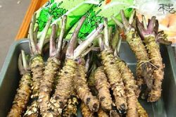 Loại cải 'vừa cay vừa đắng', giá 2 triệu đồng/kg vẫn cháy hàng