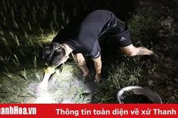 Đội đèn bắt cua đồng, thú vui ngày hè của trẻ em nông thôn