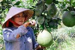 Chuyển đổi gần 1.000ha cây trồng kém hiệu quả