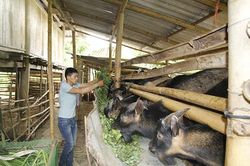Hỗ trợ nông dân phát triển sản xuất