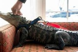 Nga: Cấm nuôi thú hoang tại gia