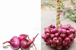 Bảo hộ chỉ dẫn địa lý 'Vĩnh Châu' cho hành tím