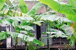 Thân thương lá chuối