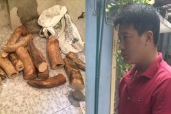 Nam thanh niên vận chuyển, cất giấu hơn 200 kg ngà voi tại Hà Nội