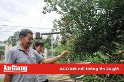 Châu Phú vào mùa nhãn xuồng cơm vàng