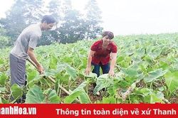 Xã Luận Thành chú trọng phát triển kinh tế nông nghiệp