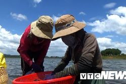 Nhọc nhằn mưu sinh nghề cào hến trên hồ Ea Kao, Đắk Lắk