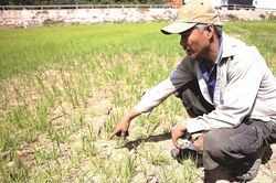 Đảo lộn vì nắng nóng