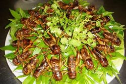 Dế cơm chiên mắm, đặc sản không phải ai cũng dám thử ở Long Khánh
