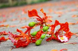 ĐÓA HỒNG CHO MÙA HẠ