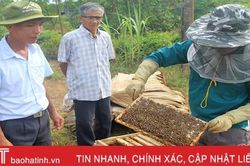 Hứng 'tinh hoa của đại ngàn', người Vũ Quang thu 10 tỷ đồng mỗi năm