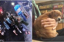 Thực hư câu chuyện chủ quán cafe Đà Lạt kêu gọi tìm chó cưng bị khách du lịch 'cầm nhầm' gây xôn xao