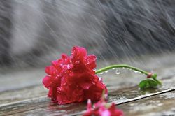 Khi 'chén ngọc' rớt xuống trần gian