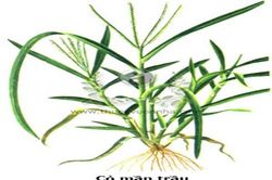 Cỏ mần trầu tiêu viêm, trừ thấp