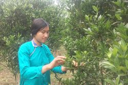 Mường Khương mở rộng vùng trồng quýt