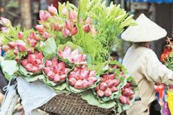 Mùa sen về